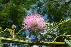 Mimosa himalayana
